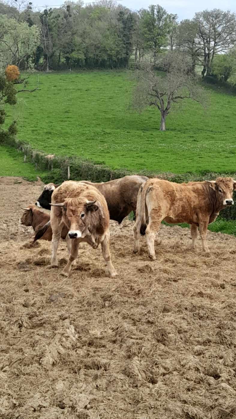 Billy-Chevannes_16 avril 